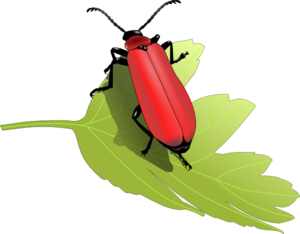 Cardinal Beetle (pyrochroa Coccinea) Clip Art