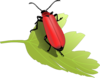 Cardinal Beetle (pyrochroa Coccinea) Clip Art