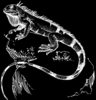 Iguana Bw Clip Art