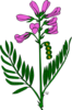 Pink Flower Clip Art