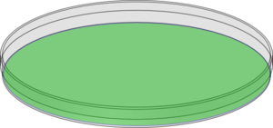 Green Petri Dish Clip Art