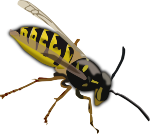 wasp-md