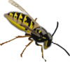 Wasp Clip Art