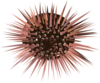 Sea Urchin Clip Art