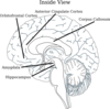 Brain Inside View 5 Clip Art