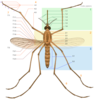 Mosquito Parts Clip Art