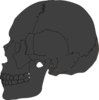 Skull Clip Art