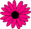 Hot Pink Daisy Clip Art