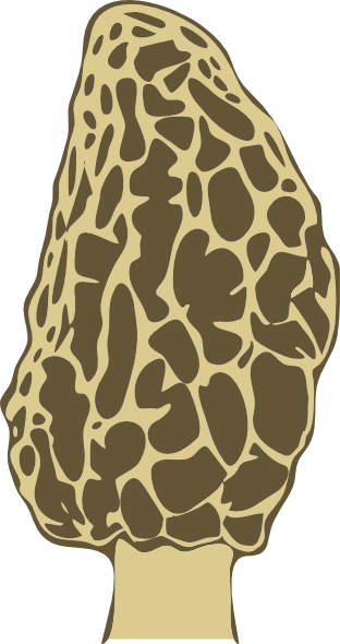 morel mushroom clip art - photo #2