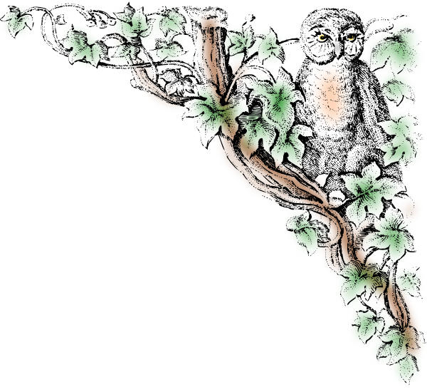 clipart owl in tree - photo #21