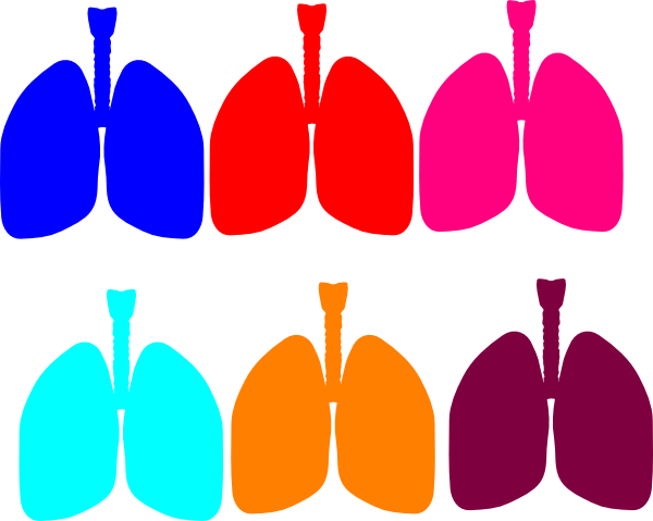 lungs clipart vector - photo #47