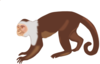 Monkey Clip Art