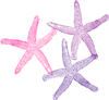 Starfish Trio  Clip Art