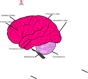 Brain And Lables Clip Art
