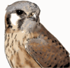 American Kestrel Clip Art