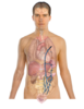 Human Body Anatomy Basics Clip Art