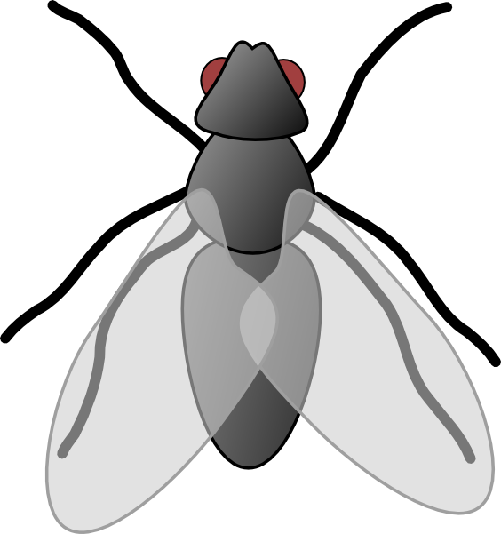 fly clipart black and white - photo #38