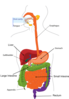 Simplified Digestive System Clip Art