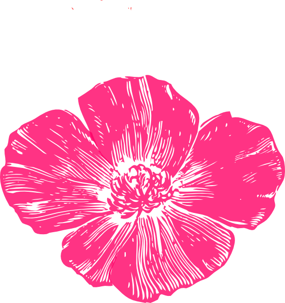 Coral Pink Poppy Clip Art At Clker Com Vector Clip Art Online Royalty Free Public Domain