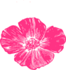 Coral Pink Poppy  Clip Art