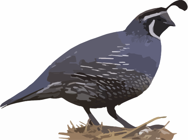 clipart of quail - photo #6