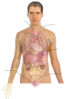 Human Body Anatomy Basics Clip Art