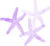 Coral Starfish Clip Art