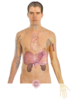 Human Body Anatomy Basics Clip Art