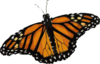 Butterfly Clip Art