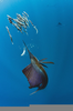 Atlantic Sailfish Adaptations Image