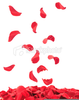 Rose Free Clipart Image