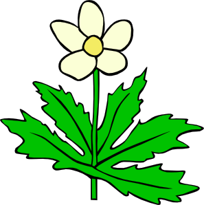 Anemone Canadensis Flower Clip Art