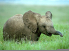 Smiling Baby Elephant Image