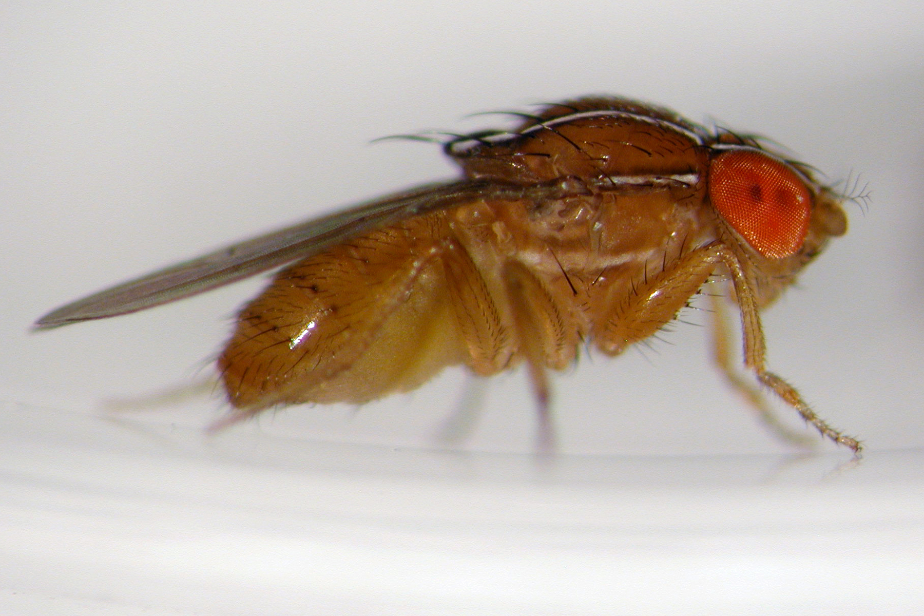 clipart fruit flies