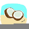 Clipart Coconut Pictures Image