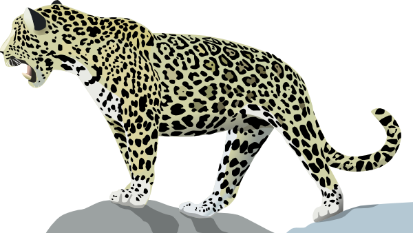 jaguar animal clipart - photo #4