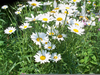 Shasta Daisy Image