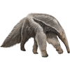 Giant Anteater Clipart Image