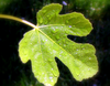 Fig Leaf Image