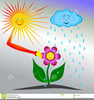 Rain On Flower Clipart Image