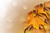 Background From Autumn Leaves Image