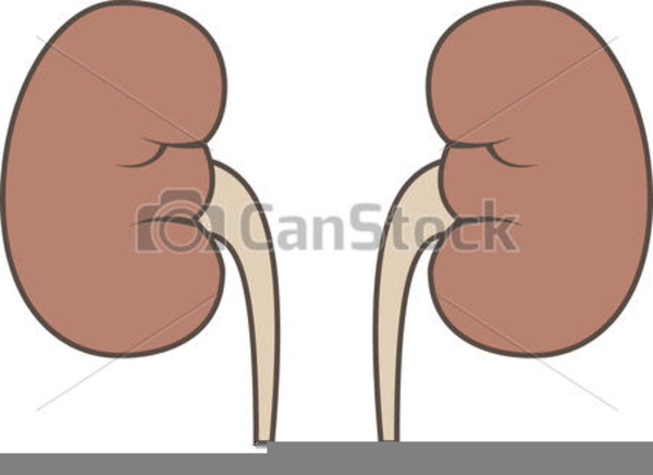 Free Clipart Kidney | Free Images at Clker.com - vector clip art online
