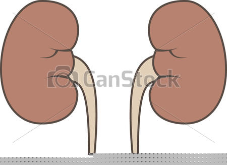 Free Clipart Kidney | Free Images at Clker.com - vector clip art online