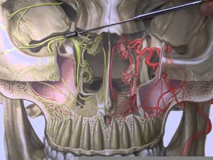 Pterygopalatine Fossa Netter Image