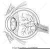 Human Anatomy Illustration Clipart Image