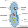Free Cell Biology Clipart Image