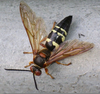 Cicada Killer Wasp Image