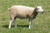 Sheep Image