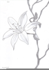 Lily Sketch Clipart Image