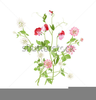 Bouquet Of Sweet Peas Clipart Image